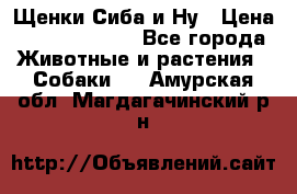 Щенки Сиба и Ну › Цена ­ 35000-85000 - Все города Животные и растения » Собаки   . Амурская обл.,Магдагачинский р-н